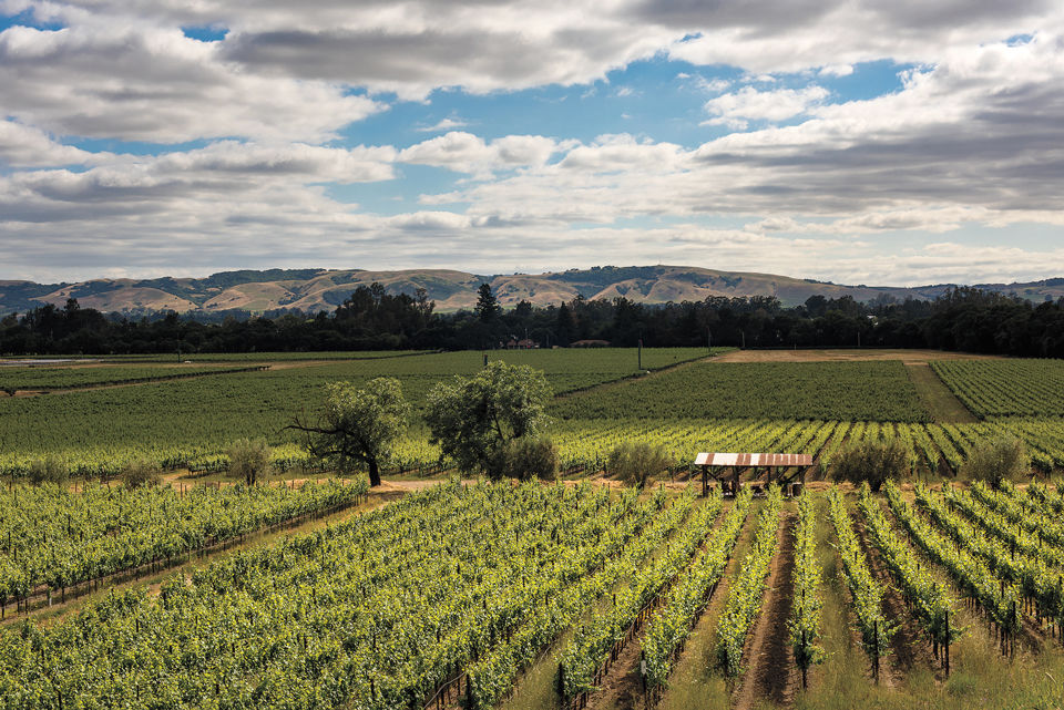 Off the Beaten Vine in the Wine Country
